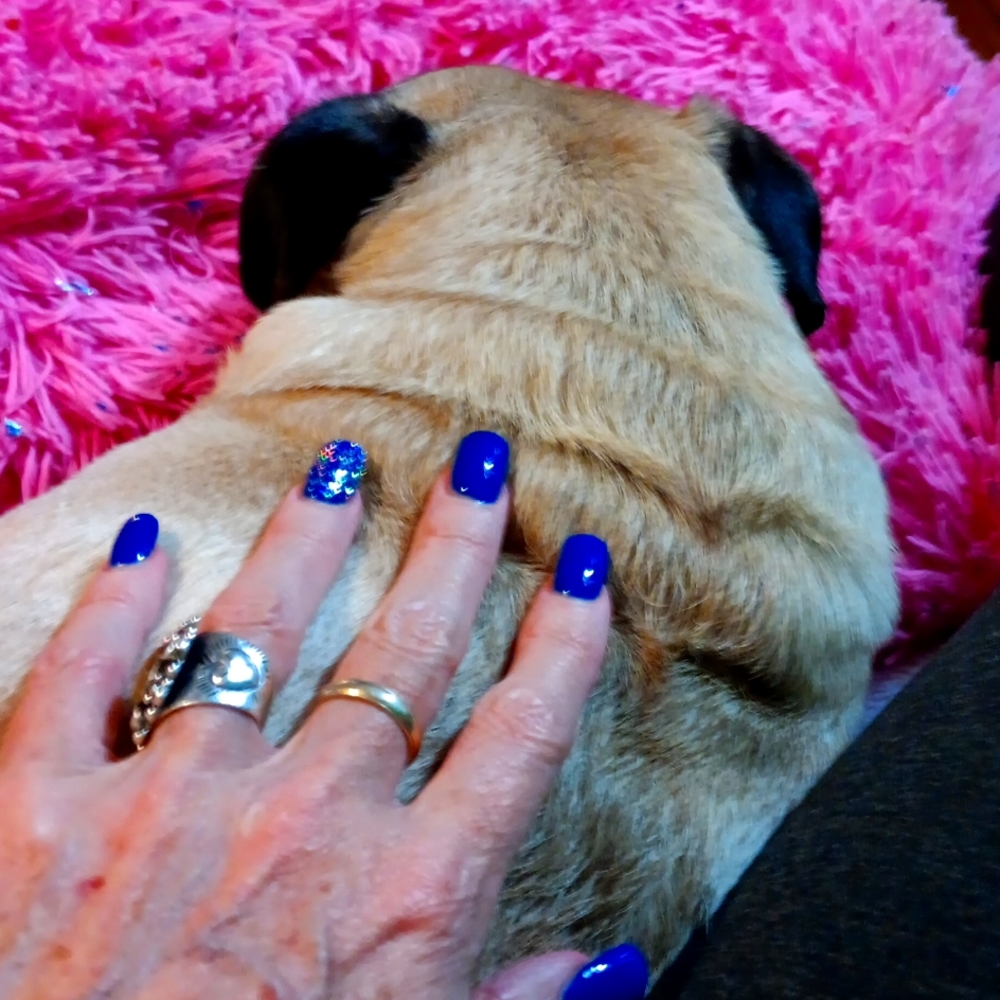 MAGIC PUG HAIR! PLEASE NOTE! 🥰😍🐶🐶🐶